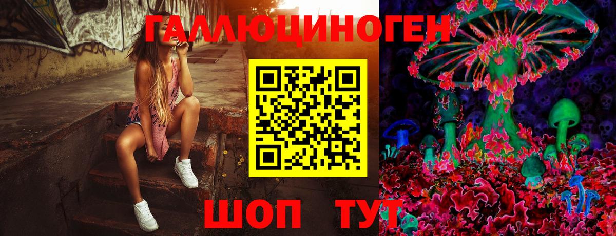 Псилоцибиновые грибы Psilocybine cubensis Кольчугино